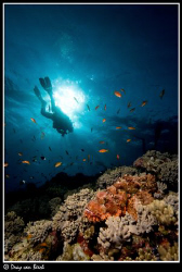 Scorpionfish and diver. by Dray Van Beeck 